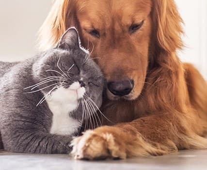 Έκπτωση 10€ για αγορές άνω των 60€ στο Pet City