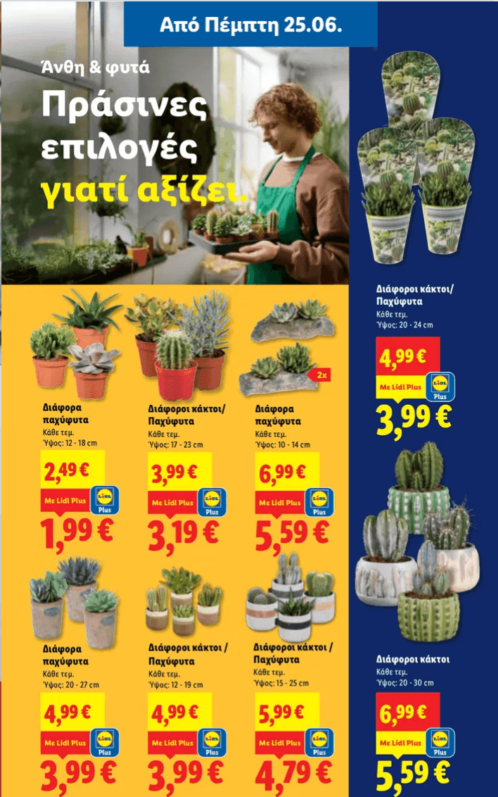 Προσφορά κάκτοι - παχύφυτα lidl