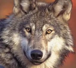 aeonwolf