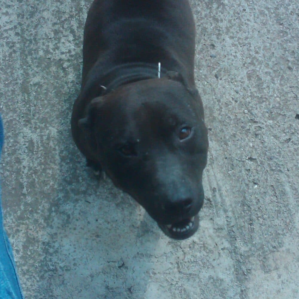 yosoypit