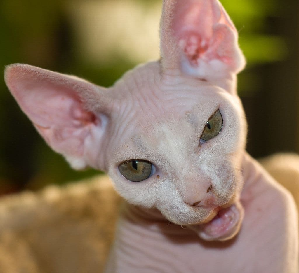 chupacabra