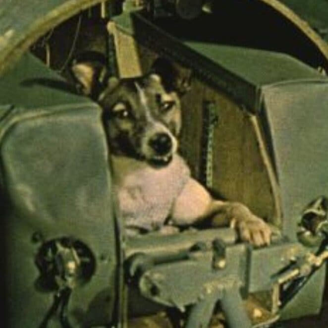 laika