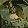 laika