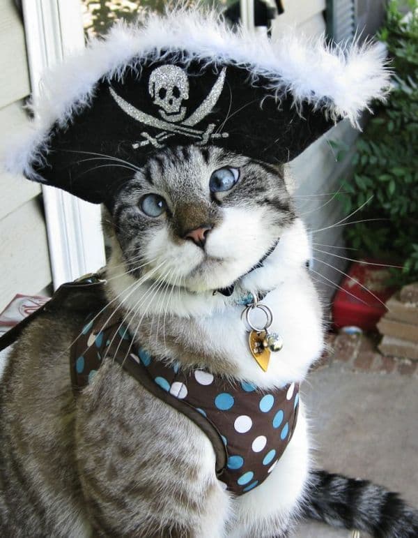 catlover_gr