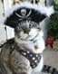 catlover_gr