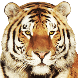 tiger1981