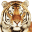 tiger1981