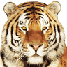 tiger1981